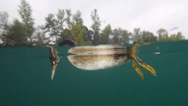 03:40: Der unsichtbare Fluss | SWR Fernsehen BW | 5/4 2026