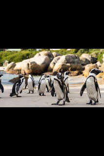 13:50: Los secretos de los pingüinos: La supervivencia del más listo | Nat Geo Wild | 8/27 2026