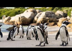 Los secretos de los pingüinos: La supervivencia del más listo