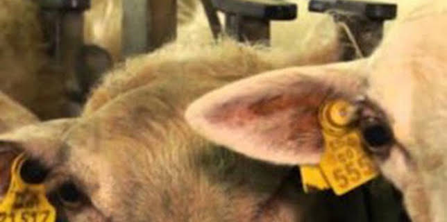 11:00: Sustraia | ETB 1 | 12/11 2025