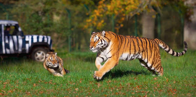 10:45 AM: Animal Park | BBC One | 12/18 2025