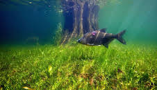 Aal und Co - Süßwasserwelten der Niederlande
