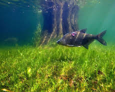 Aal und Co - Süßwasserwelten der Niederlande