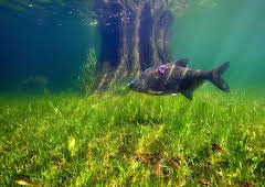 Aal und Co - Süßwasserwelten der Niederlande