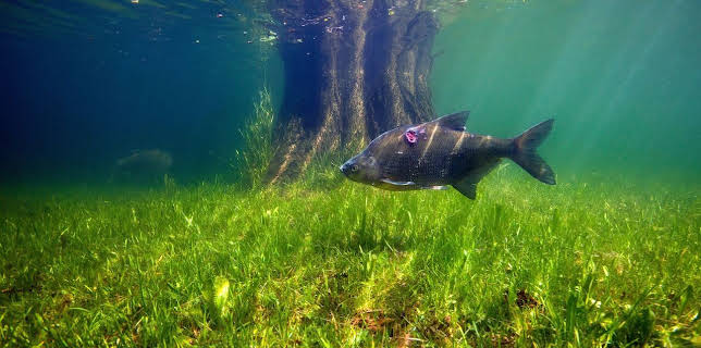16:10: Aal und Co - Süßwasserwelten der Niederlande | Arte | 3/4 2026