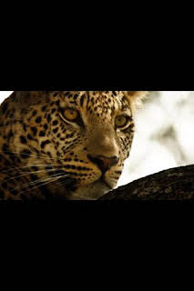 19:55: Safari letal: Grandes felinos vs. presas | Nat Geo Wild | 2/26 2026
