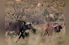 Rugged Expeditions with J Alain Smith: Cape Buffalo Hunt of South Africa