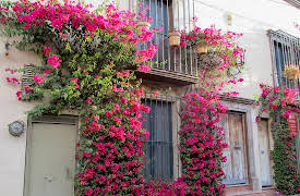 House Hunters International: Volume 7, Season 152: Meet Me in San Miguel de Allende