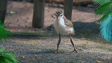 12:05: Elefant, Tiger & Co. | MDR Fernsehen | 3/29 2026