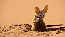 Grandes Documentales Perros Salvajes