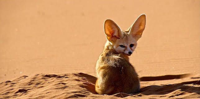 Documental  Perros Salvajes