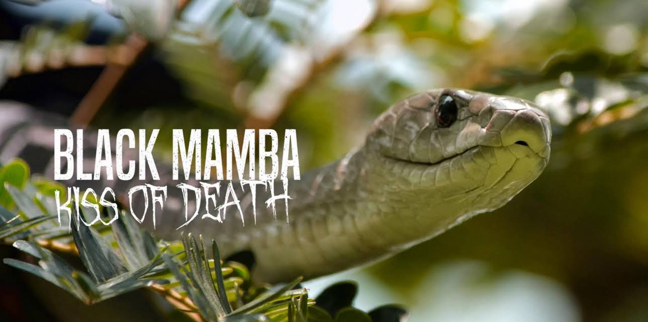 Black Mamba: Kiss of Death