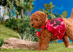 Rosin og Bolle: SuperBolle er i farta