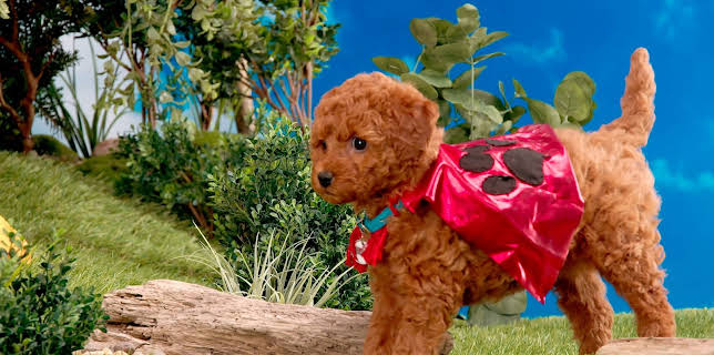 17:20: Rosin og Bolle: SuperBolle er i farta | NRK Super | 1/8 2026