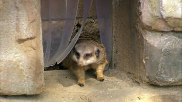 06:00: Giraffe, Erdmännchen & Co. (222) | HR Fernsehen | 4/27 2026