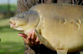 The Grand Fishing Adventure: Trout & Carp