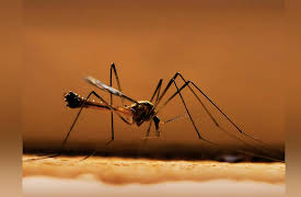 Zoology: Understanding the Animal World: Deadly Invertebrates: Vectors and Parasites