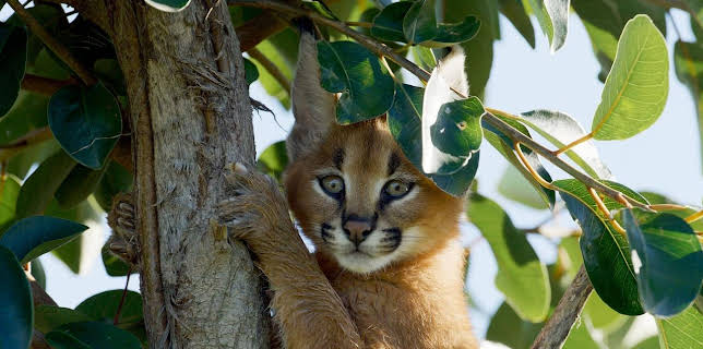 10:25: Die Karakal-Katze | Arte | 11/5 2025