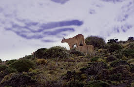 The Secret Lives Of Big Cats: The Secret Lives Of Pumas