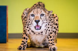 The Bronx Zoo: Episode 6