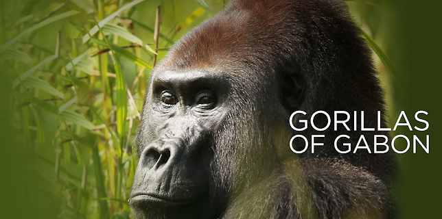 Gorillas of Gabon (2019)