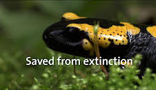 Saved from extinction