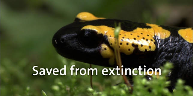 05:30: Saved from extinction | SR Fernsehen | 12/8 2025