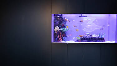 10:25: Akvariedesignerne (S8 E6) (S8) | Animal Planet | 12/4 2025