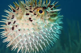 I Contain Multitudes: Microbe Minute, Season 1: Puffer Fish