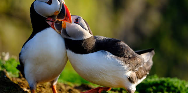 02:10: Großbritannien - Im Rhythmus der Natur | 3SAT | 12/22 2025