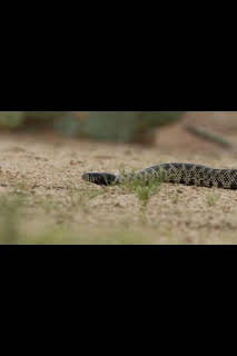 19:50: Especial Serpientes de Leyenda: Cazadores de criaturas salvajes | Nat Geo Wild | 3/29 2026