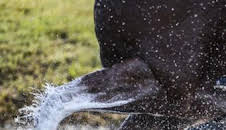 Hípica: Saut Hermès (T2026): Día 3