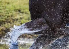 Hípica: Saut Hermès (T2026): Día 3