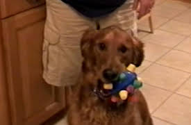Life's Funniest Moments: Season 1: Episode 203