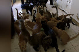Confessions: Animal Hoarding Season 1: Jackie and Shelley