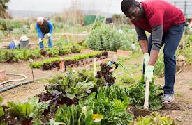 Pioneering Skills for Everyone: Modern Homesteading: Some Favorite Hand Tools on the Homestead