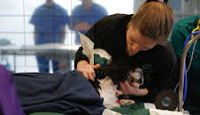 Fern Britton: Inside the Vet's (S1 E5)