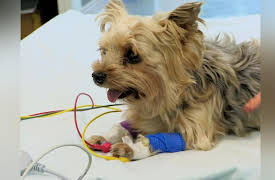 It's A Vet's Life: Episode 2