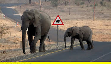 16:15: Elefanten hautnah (2/2) | 3SAT | 4/7 2026