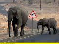 Elefanten hautnah (2/2)