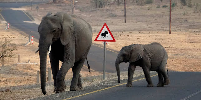 12:10: Elefanten hautnah (2/2) | 3SAT | 11/9 2025