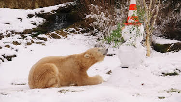 16:55: Neues aus dem Münchner Tierpark Hellabrunn | RBB Fernsehen | 6/6 2026