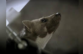 Nature's Strangest Mysteries: Solved Season 1: Animal Vandals