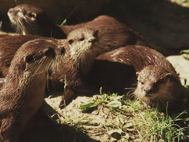 21:15: Praxis Dr. Dreesen - Ein Hof für Tiere | Sat1 Gold | 4/30 2026