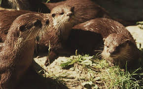 Praxis Dr. Dreesen - Ein Hof für Tiere