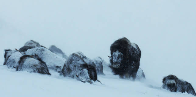 21:30: Europas fem verder: Fjell | NRK 2 | 1/11 2026