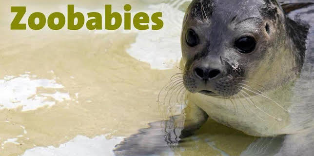 17:05: Zoobabies (26/30) | RBB Fernsehen | 1/13 2026