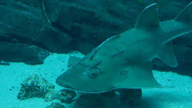 8:00 AM: The Aquarium (S2) | Discovery Channel | 8/25 2026
