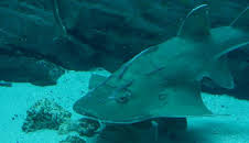 The Aquarium