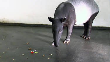 14:25: Elefant, Tiger & Co. | MDR Fernsehen | 6/17 2026